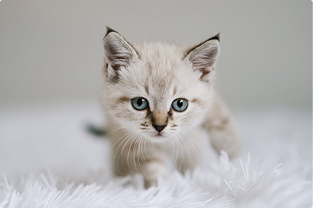 中國-韓國 寵物貓國際空運(yùn)案例